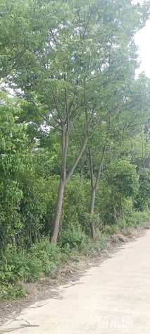 12公分栾树