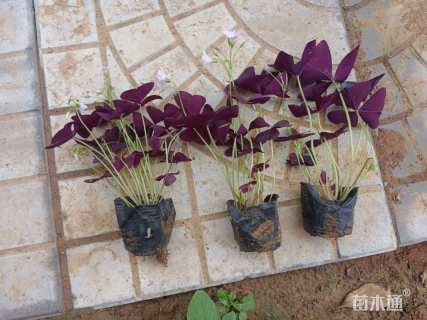 紫叶醡浆草