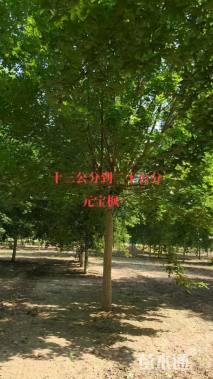 13公分元宝枫