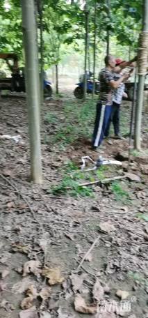 15公分法桐