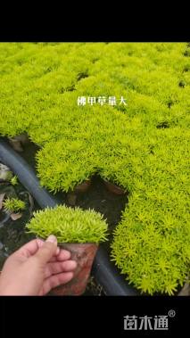 高度10厘米佛甲草