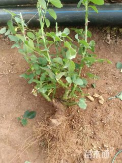 高度50厘米丰花月季