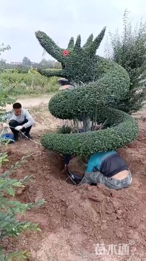 3公分造型小叶女贞