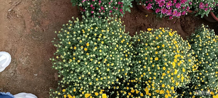 高度40厘米千头菊