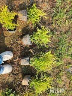 大杯苗亮晶女贞小苗