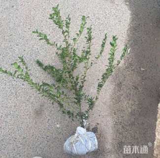 高度35厘米龟甲冬青小苗