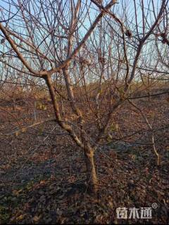 11公分杏树