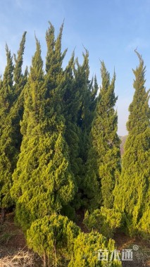 高度500厘米龙柏