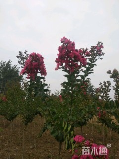 高度130厘米美国紫薇