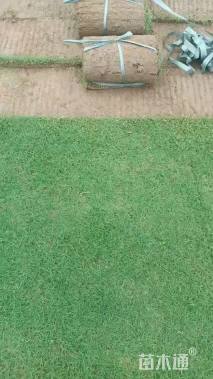 高度10厘米火焰南天竹