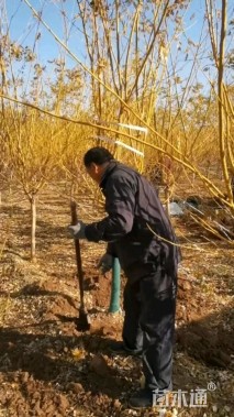 10公分黄金槐