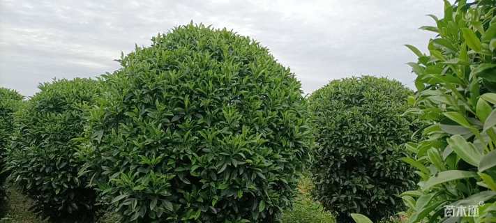 高度180厘米非洲茉莉球