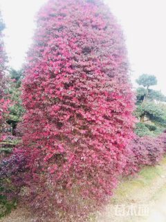 高度200厘米红花继木柱