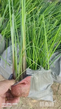 高度60厘米水葱