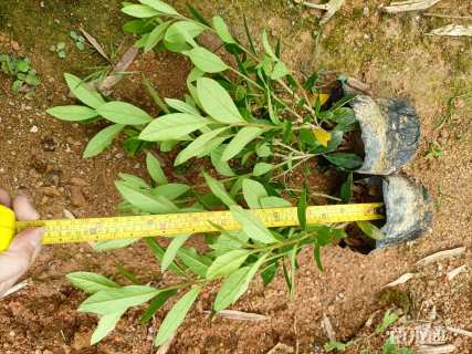 高度25厘米杜鹃