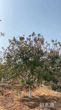 10公分日本晚樱