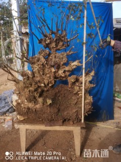 10公分映山红桩