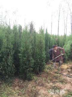 高度150厘米北京桧