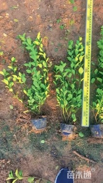 高度55厘米卫矛