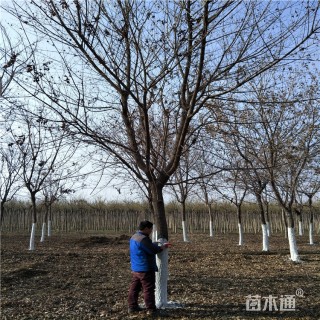14公分栾树