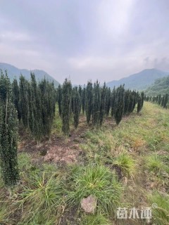 高度180厘米直立冬青