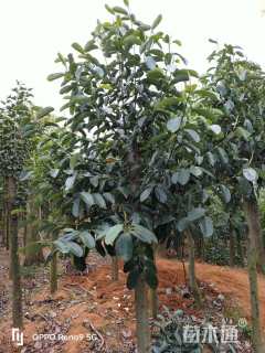 10公分深山含笑