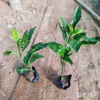 高度25厘米洒金珊瑚小苗