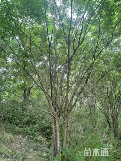 高度400厘米丛生国槐