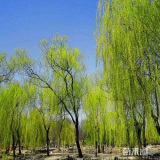 10公分柳树