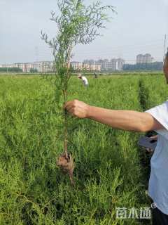 高度80厘米侧柏