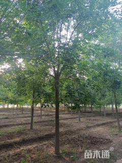 10公分老式白蜡