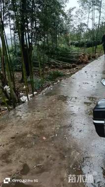 地栽苗雷竹