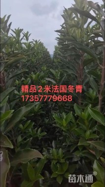 高度200厘米法国冬青