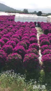 高度100厘米三角梅