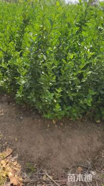 高度40厘米卫矛