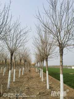 10公分金叶白蜡