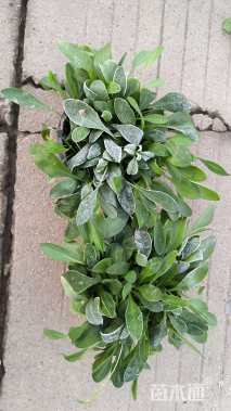 高度15厘米金鸡菊