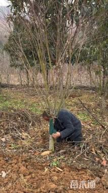9公分鸡爪槭