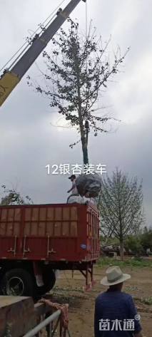 16公分秋紫白蜡