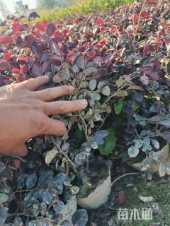 高度40厘米红花继木小苗