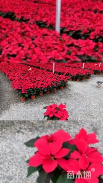 高度20厘米松果菊