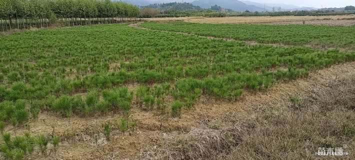 0.3公分湿地松