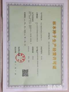3公分红火箭紫薇