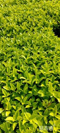 高度30厘米荚蒾叶海桐