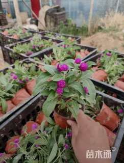 高度20厘米千日红