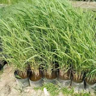 高度60厘米芦苇