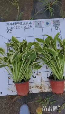 高度40厘米金边玉簪