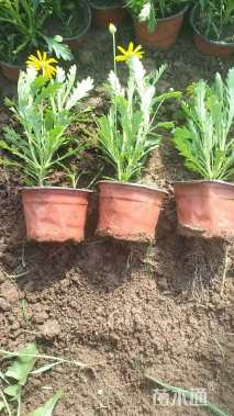 高度15厘米黄金菊