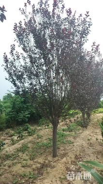 12公分红叶李