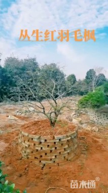 高度500厘米羽毛枫